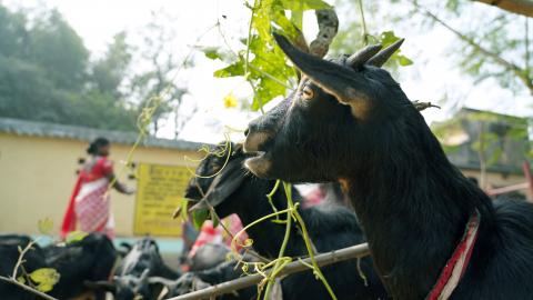 Goat Farming